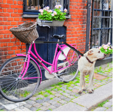 Bicycle  Dog Leash